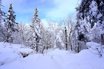 雾凇 冰雪风光 雪景 蓝天白云