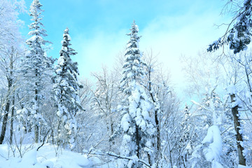 雾凇 冰雪风光 雪景 蓝天白云