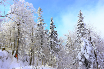 雾凇 冰雪风光 雪景 蓝天白云