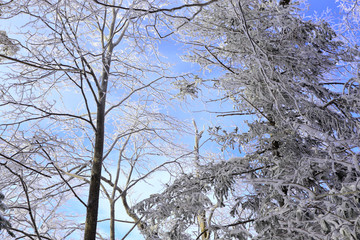 雾凇 冰雪风光 雪景 蓝天白云