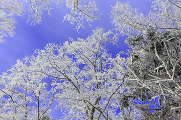 雾凇 冰雪风光 雪景 蓝天白云