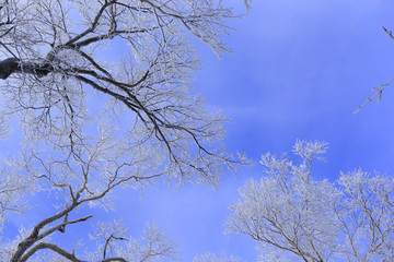 雾凇 冰雪风光 雪景 蓝天白云