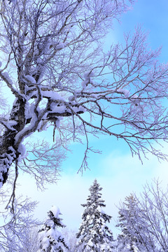 雾凇 冰雪风光 雪景 蓝天白云