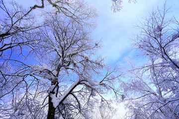 雾凇 冰雪风光 雪景 蓝天白云