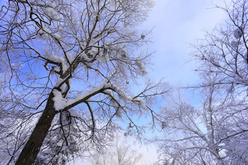 雾凇 冰雪风光 雪景 蓝天白云