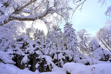 雾凇 冰雪风光 雪景 蓝天白云