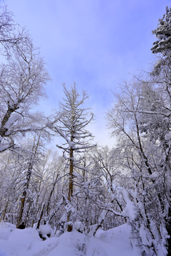 雾凇 冰雪风光 雪景 蓝天白云