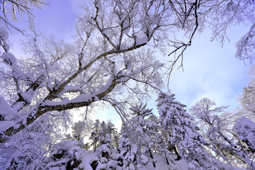 雾凇 冰雪风光 雪景 蓝天白云