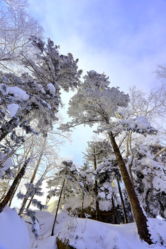 雾凇 冰雪风光 雪景 蓝天白云