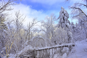 雾凇 冰雪风光 雪景 蓝天白云