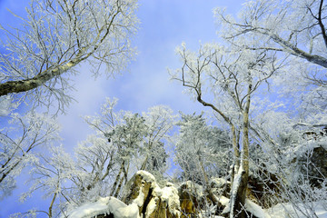 雾凇 冰雪风光 雪景 蓝天白云