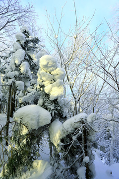 雾凇 冰雪风光 雪景 蓝天白云