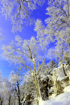 雾凇 冰雪风光 雪景 蓝天白云