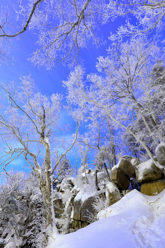 雾凇 冰雪风光 雪景 蓝天白云