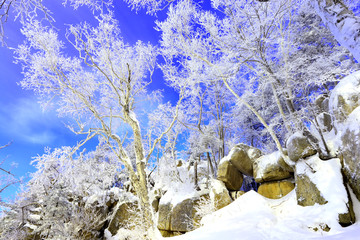 雾凇 冰雪风光 雪景 蓝天白云