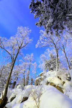 雾凇 冰雪风光 雪景 蓝天白云