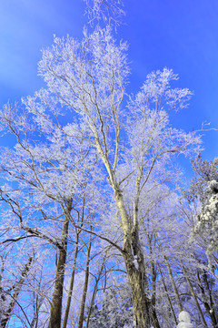 雾凇 冰雪风光 雪景 蓝天白云