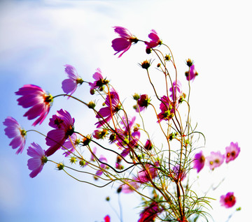 格桑花 高调