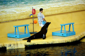 野生動物 海獅表演 海洋動物