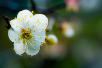 白梅花