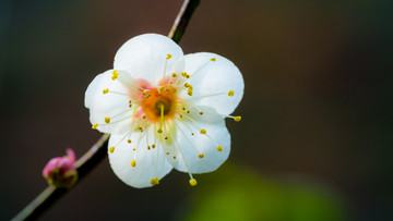 白梅花