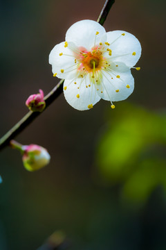 白梅花