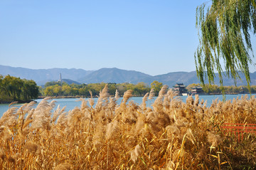 湖色远山芦苇秋