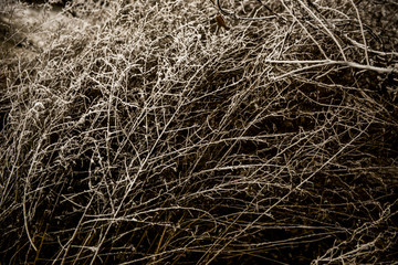 冬天的草