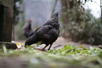 散养鸡吃食