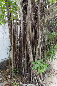 熱帶雨林植物