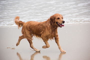 在大海边奔跑嬉戏的金毛犬