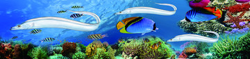 海底世界帶魚(yú)海底生物
