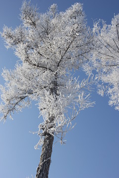 雾淞 雪景 冰天雪地 奇观 玉