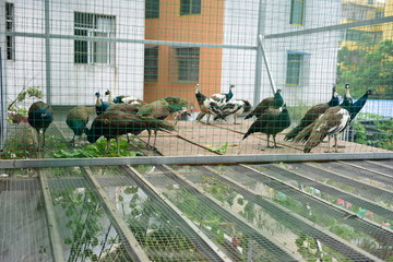 孔雀生态养殖场
