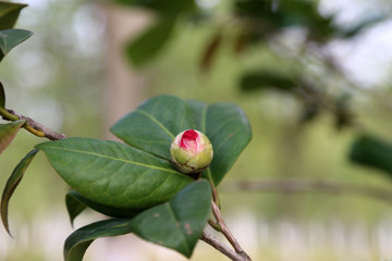 山茶花花蕾