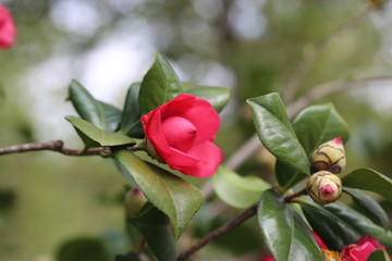 山茶花