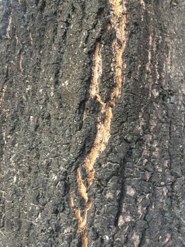 木纹理 纹理 树皮 背景 