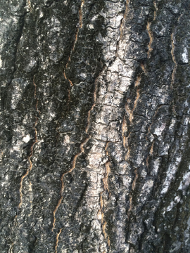 木纹理 纹理 树皮 背景