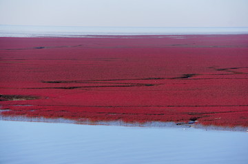 辽宁盘锦红海滩