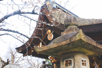 日本京都 北野天满宫 梅花