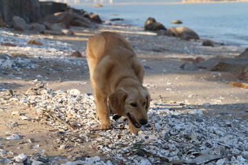 海边金毛狗犬