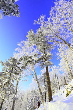 雾凇 冰雪风光 雪景 蓝天白云