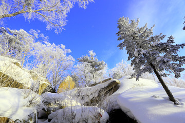 雾凇 冰雪风光 雪景 蓝天白云