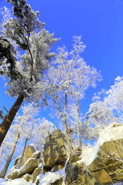 雾凇 冰雪风光 雪景 蓝天白云