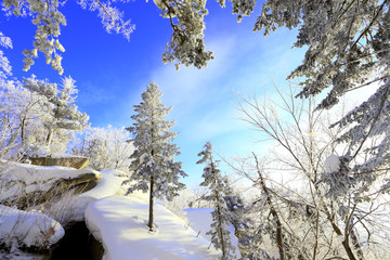 雾凇 冰雪风光 雪景 蓝天白云