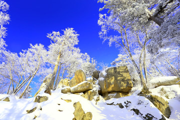 雾凇 冰雪风光 雪景 蓝天白云