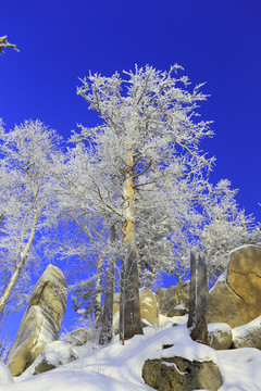 雾凇 冰雪风光 雪景 蓝天白云