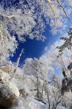 雾凇 冰雪风光 雪景 蓝天白云