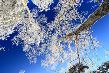 雾凇 冰雪风光 雪景 蓝天白云