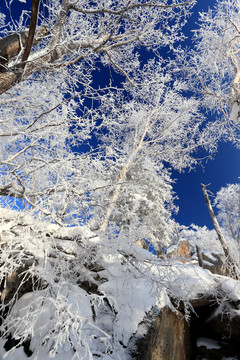 雾凇 冰雪风光 雪景 蓝天白云